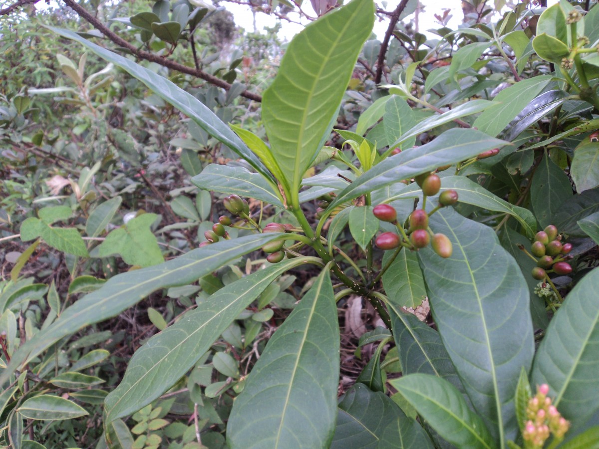 Rauvolfia verticillata (Lour.) Baill.